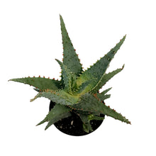 Load image into Gallery viewer, Aloe Vera, 9cm, Conifera
