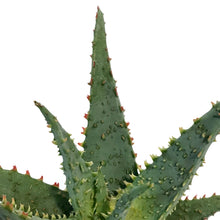 Load image into Gallery viewer, Aloe Vera, 9cm, Conifera
