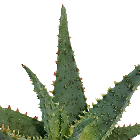 Aloe Vera, 9cm, Conifera