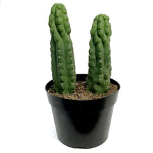 Load image into Gallery viewer, Cactus, 8in, Trichocereus Pachanoi Monstrose Totem

