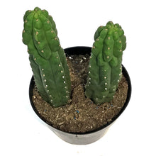 Load image into Gallery viewer, Cactus, 8in, Trichocereus Pachanoi Monstrose Totem
