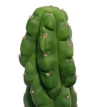 Load image into Gallery viewer, Cactus, 8in, Trichocereus Pachanoi Monstrose Totem
