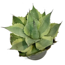 Load image into Gallery viewer, Agave, 10in, Variegated Orca
