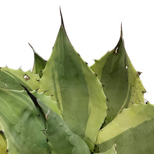 Load image into Gallery viewer, Agave, 10in, Variegated Orca
