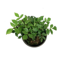 Load image into Gallery viewer, Astilbe, 1 gal, Red Drumset
