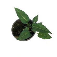 Load image into Gallery viewer, Persicaria, 1Gal, Bonfire
