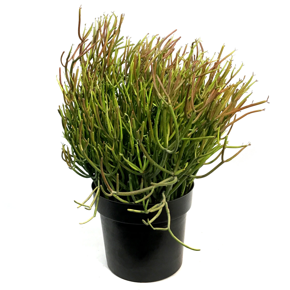 Succulent, 10in, Euphorbia Firesticks