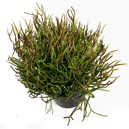 Succulent, 10in, Euphorbia Firesticks