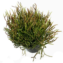 Load image into Gallery viewer, Succulent, 10in, Euphorbia Firesticks
