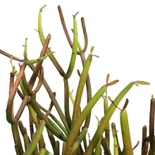 Load image into Gallery viewer, Succulent, 10in, Euphorbia Firesticks
