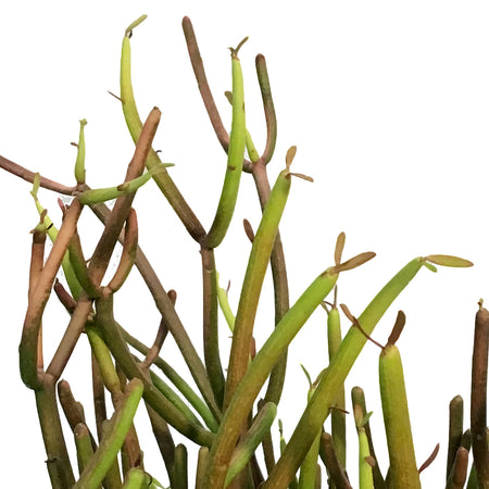 Succulent, 10in, Euphorbia Firesticks