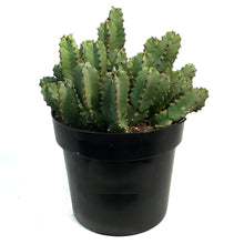 Load image into Gallery viewer, Cactus 10in, Moroccan Mound
