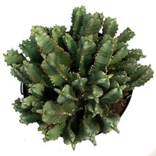 Load image into Gallery viewer, Cactus 10in, Moroccan Mound
