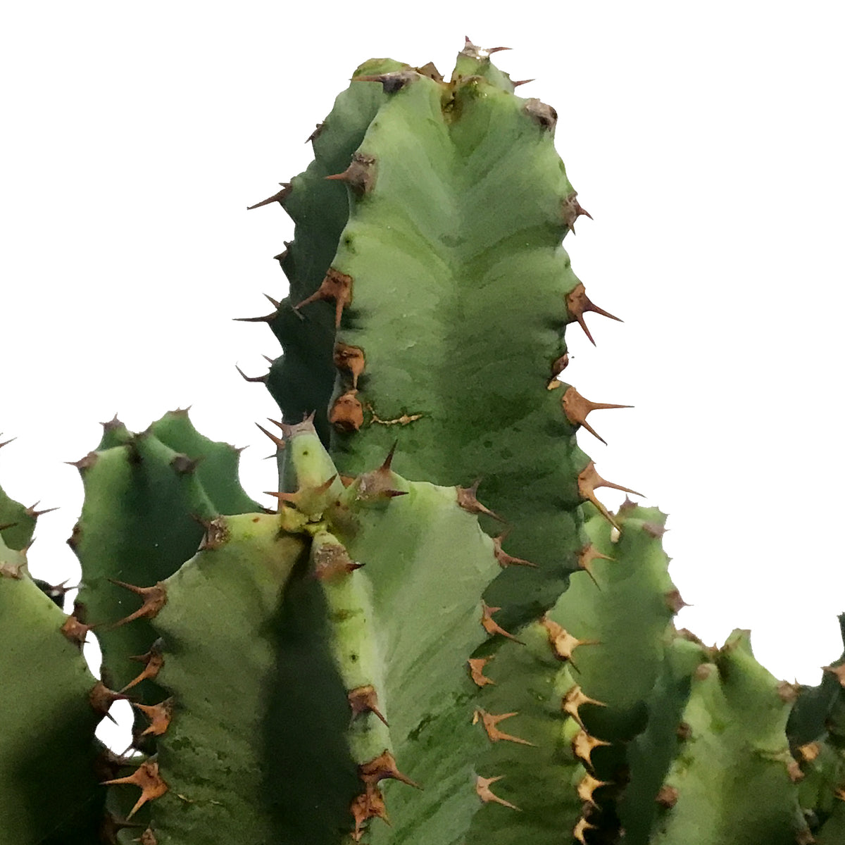 Cactus 10in, Moroccan Mound