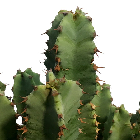 Cactus 10in, Moroccan Mound
