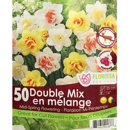 Narcissus, Double Mix  Bulbs, 50 Pack