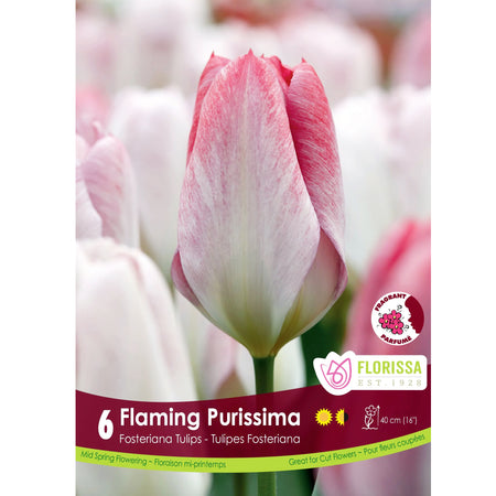 Tulip, Flaming Purissima Bulbs, 6 Pack