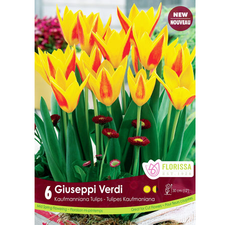 Tulip, Giuseppi Verdi Bulbs, 6 Pack