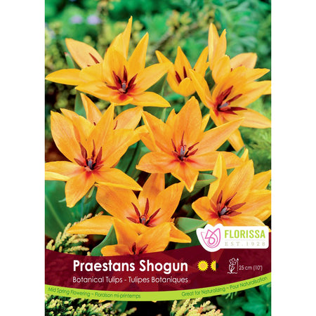 Tulip, Praestans Shogun Bulbs, 6 Pack