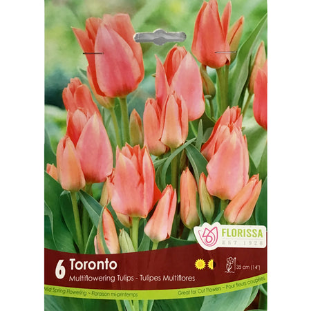 Tulip, Toronto Bulbs, 6 Pack