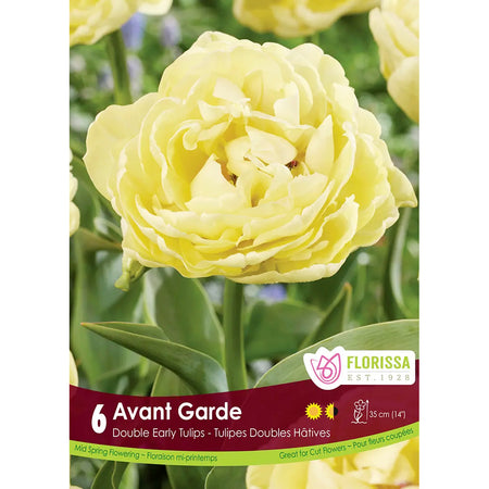 Tulip, Avant Grade Bulbs, 6 Pack