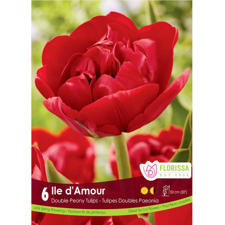 Narcissi, Jack Sparrow Bulbs,  5 Pack