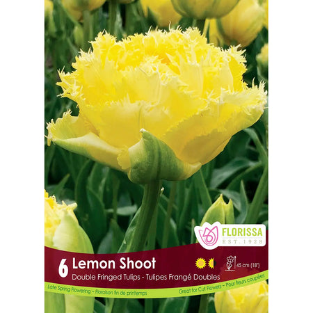 Tulip, Lemon Shoot Bulbs, 6 Pack