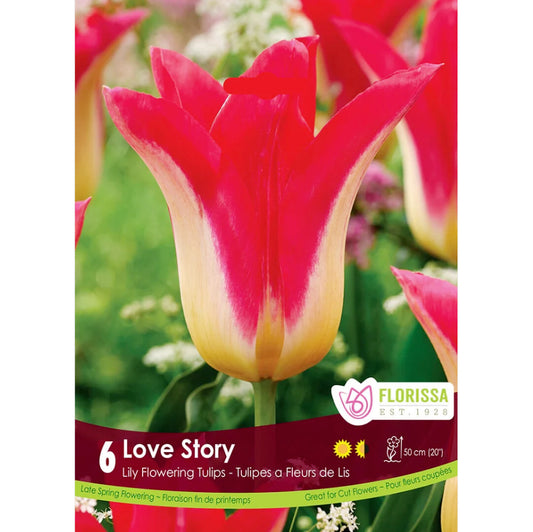 Tulip, Love Story Bulbs, 6 Pack
