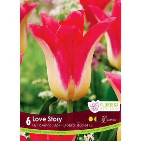 Tulip, Love Story Bulbs, 6 Pack