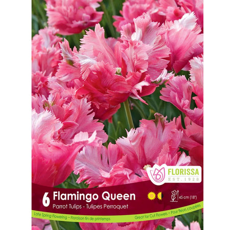 Tulip, Flamingo Queen Bulbs, 6 Pack