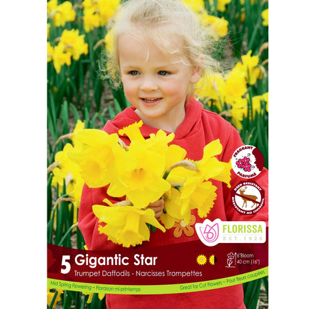 Narcissi, Gigantic Star Bulbs,  5 Pack