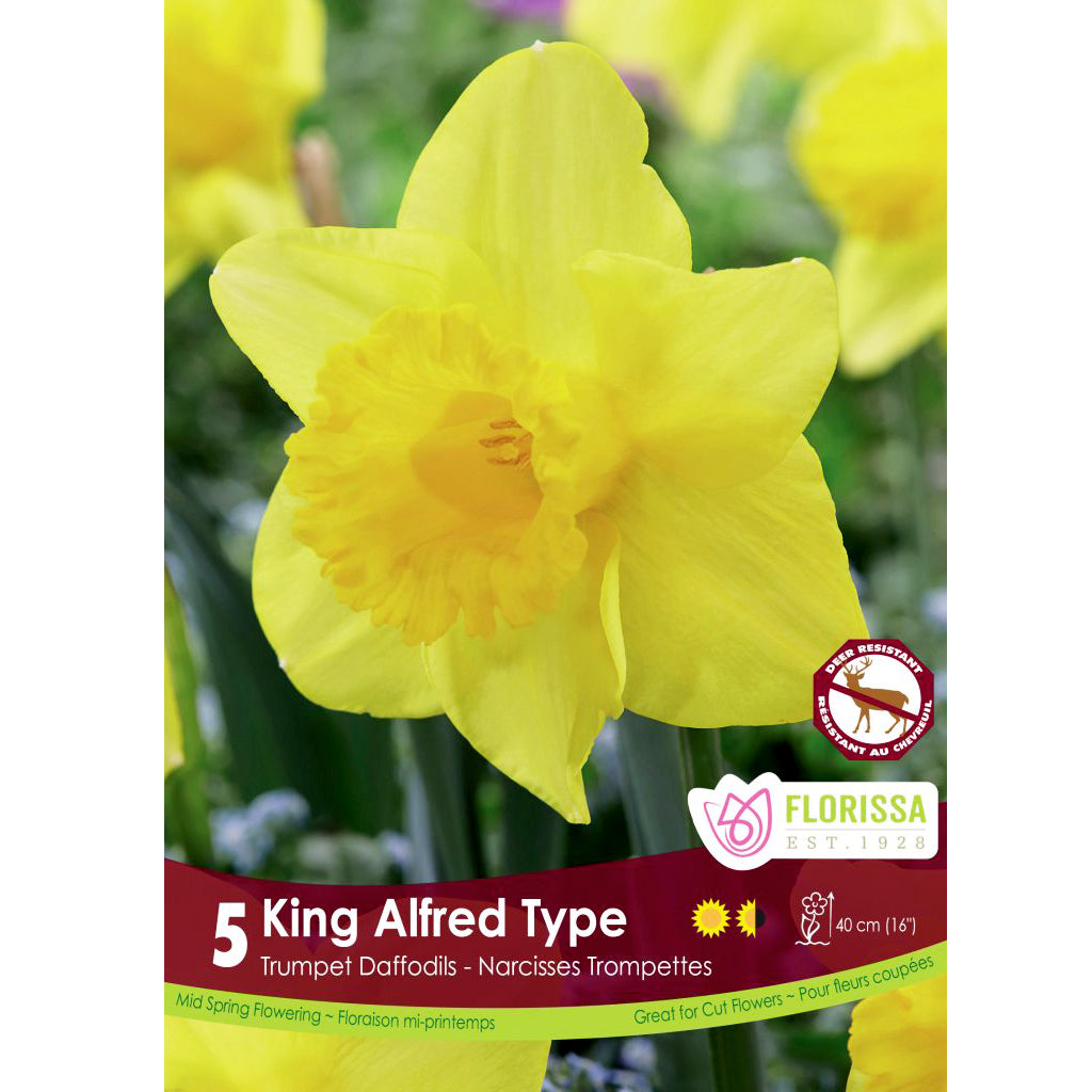 Narcissi, King Alfred Bulbs,  5 Pack