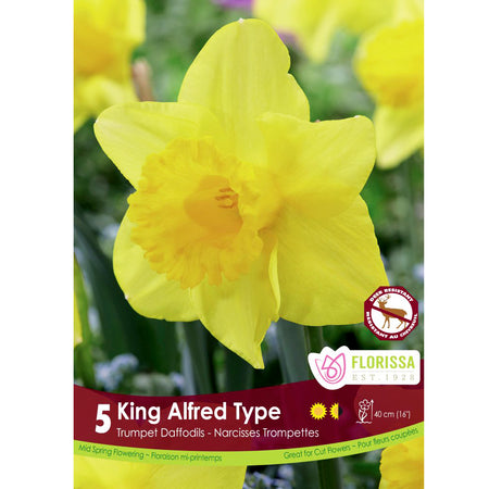 Narcissi, King Alfred Bulbs,  5 Pack