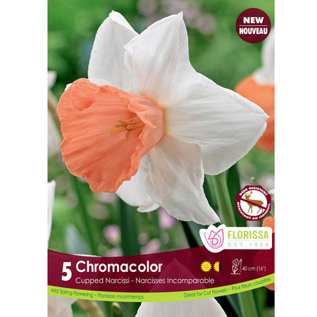 Narcissi, Chromacolor Bulbs,  5 Pack
