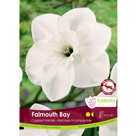 Narcissi, Falmouth Bay Bulbs,  5 Pack