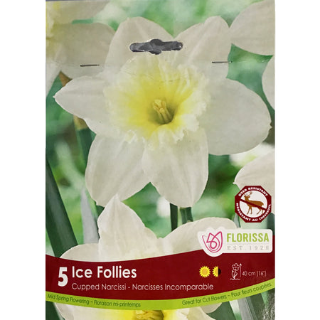 Narcissi, Ice Follies, Bulbs,  5 Pack