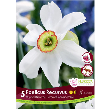 Narcissi, Poeticus Recurvus Bulbs,  5 Pack
