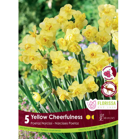 Narcissi, Yellow Cheerfulness Bulbs,  5 Pack