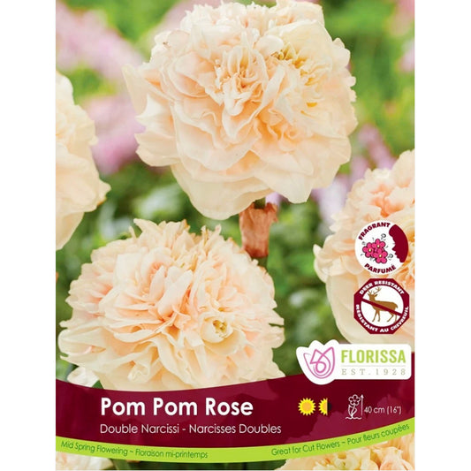 Narcissi, Pom Pom Rose Bulbs,  5 Pack