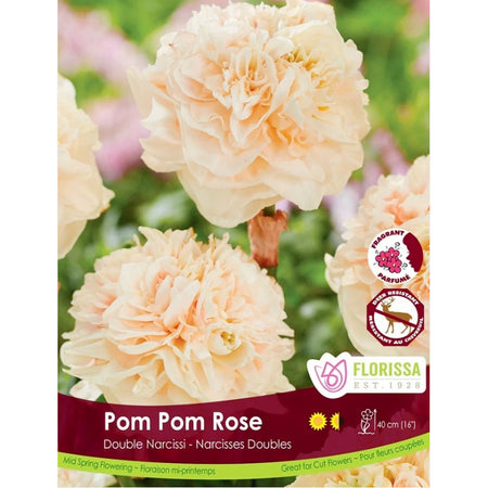 Narcissi, Pom Pom Rose Bulbs,  5 Pack