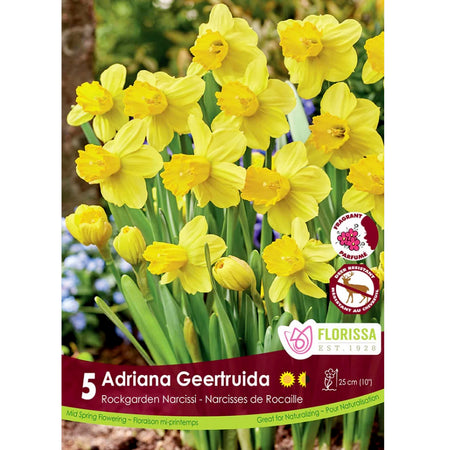 Narcissi, Adriana Geertrudia Bulbs,  5 Pack