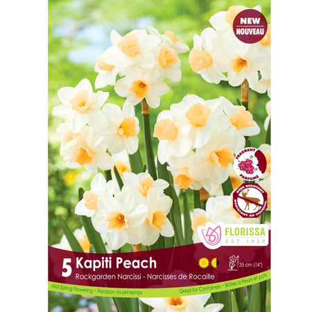 Narcissi, Kapiti Peach Bulbs,  5 Pack