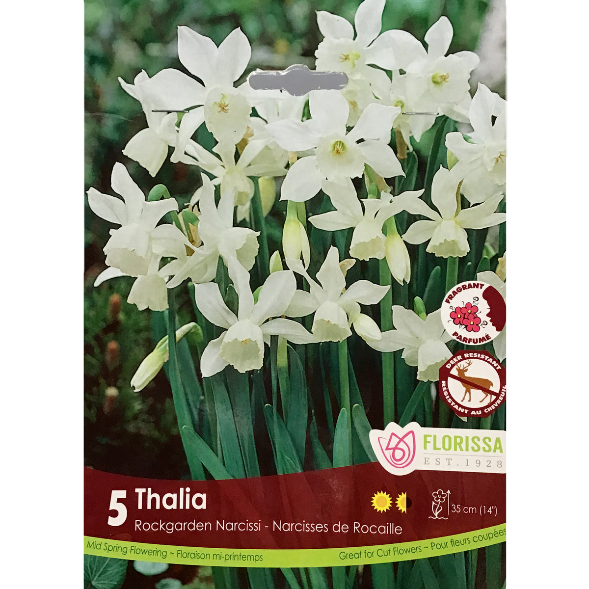 Narcissi, Thalia Tops Bulbs,  5 Pack