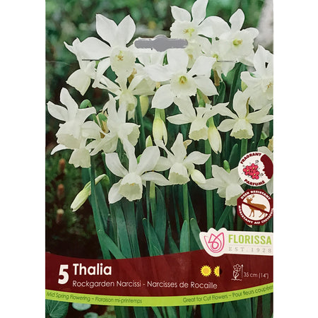 Narcissi, Thalia Tops Bulbs,  5 Pack