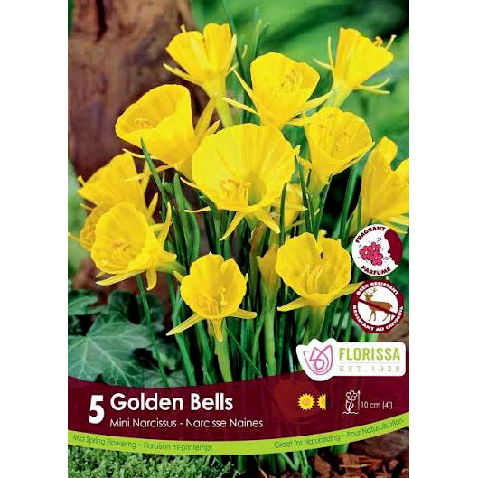 Narcissi, Golden Bells Bulbs, 5 Pack