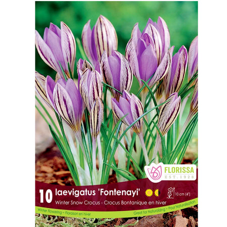 Crocus, Snow, Laevigatus Fontenayi, 10 Pack