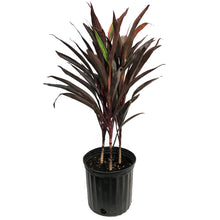Load image into Gallery viewer, Cordyline, 10in, Chilli Pepper

