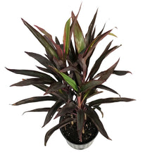 Load image into Gallery viewer, Cordyline, 10in, Chilli Pepper
