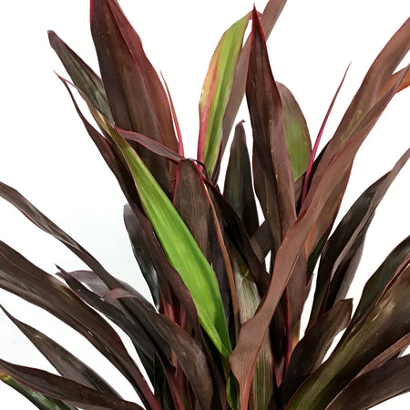 Cordyline, 10in, Chilli Pepper