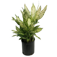 Dieffenbachia, 10in, Starbright